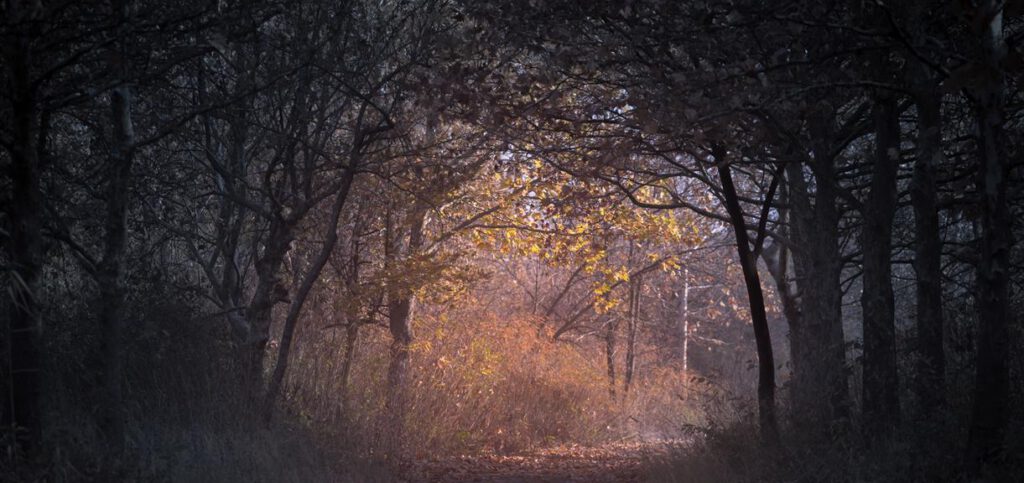 Chambal’s Wild Forest is full of Mysteries Hidden in Darkness