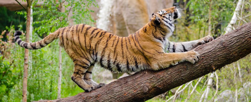 For the first time in the world, tigress spotted corona positive in America