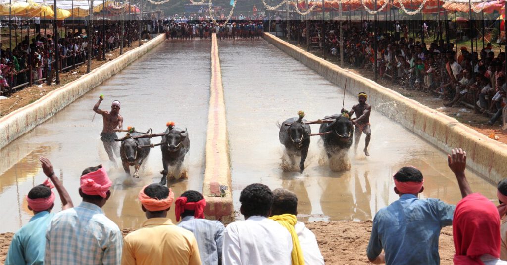 Kambala: Biggest Buffalo Race in Karnataka, India