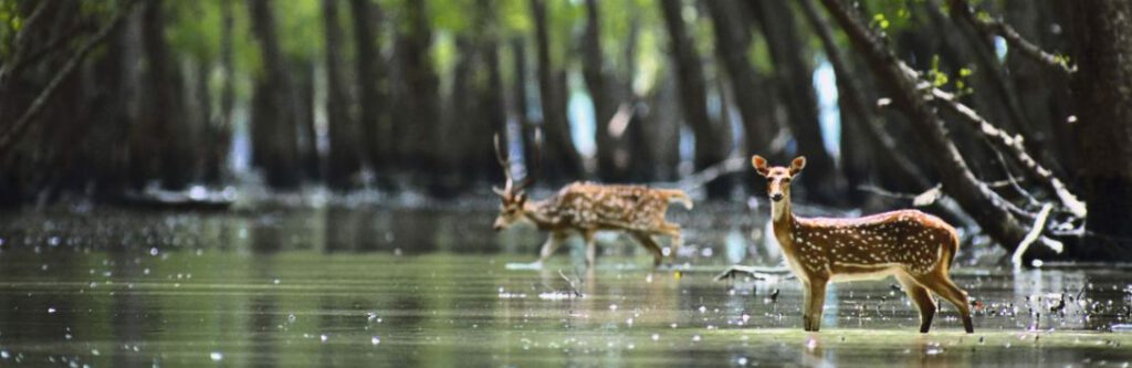 Role of Sunderban’s Mangrove Forests as Natural Caretakers of Nature and their Restoration