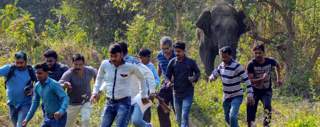 Asian elephant endangered due to human taking over their homes