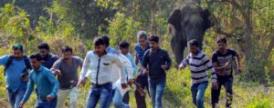 Wild elephants in Howrah District