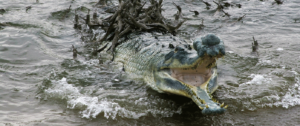 long-snouted Gharial in Chambal river in Madhya Pradesh India