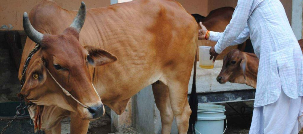 After cow dung, now Indian state Chhattisgarh government starts buying cow urine from farmers