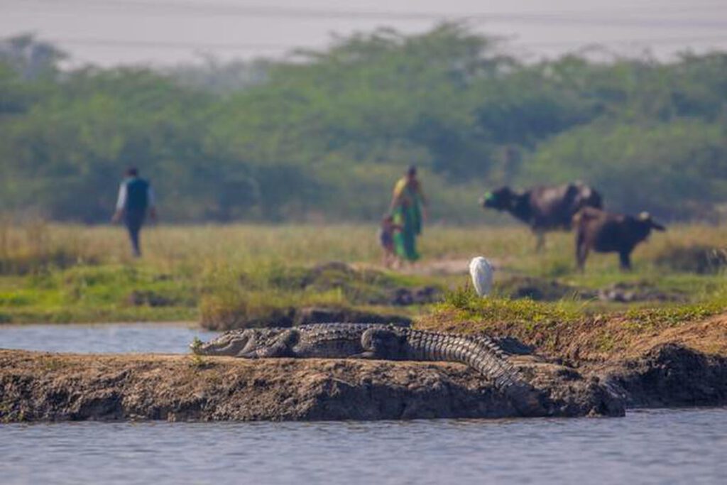 Crocodiles and Humans in Charotar 2