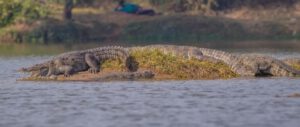 Crocodiles and Humans in Charotar