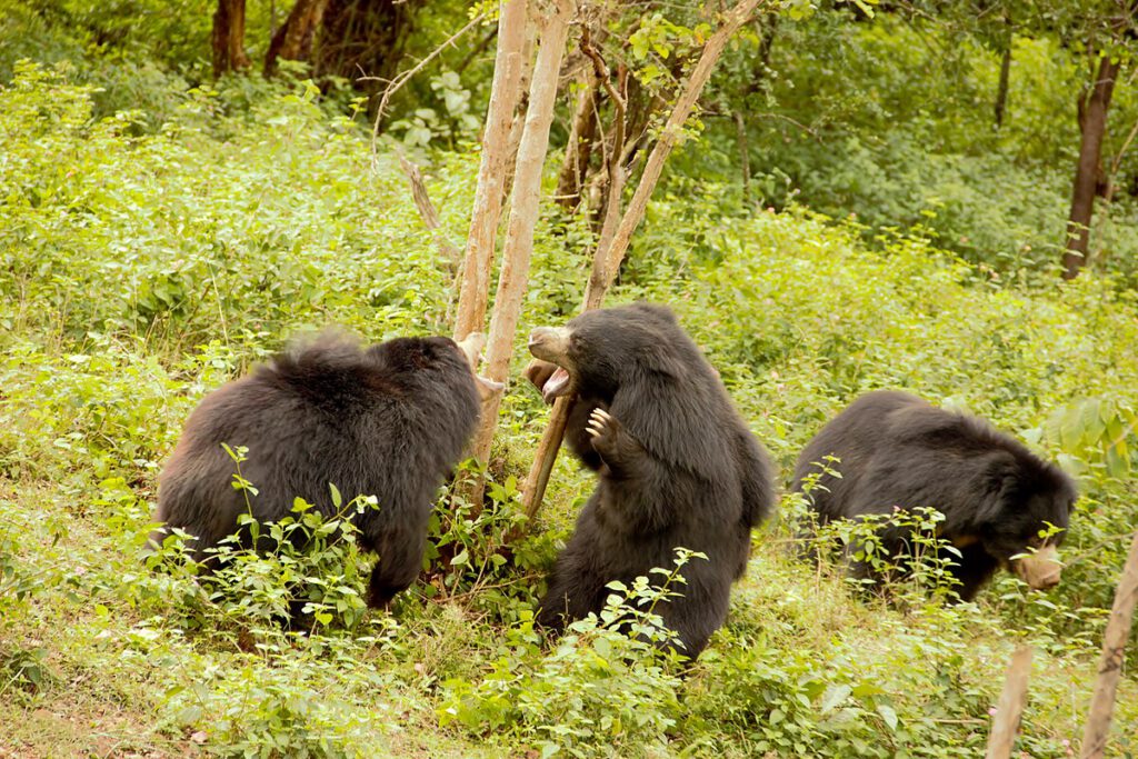 BANNERGHATTA NATIONAL PARK SLOTH BEAR Bengaluru India 1