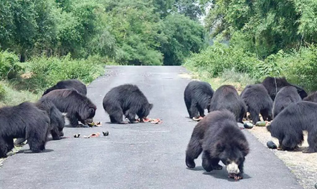 BANNERGHATTA NATIONAL PARK SLOTH BEAR Bengaluru India
