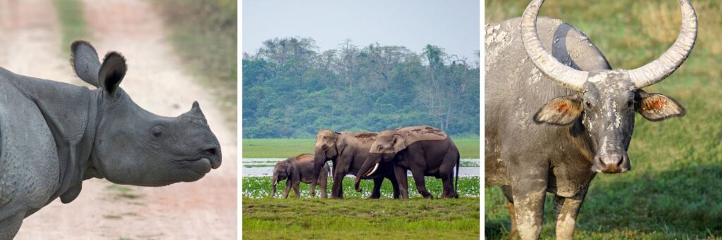 Fixer in Assam Line producer (1)