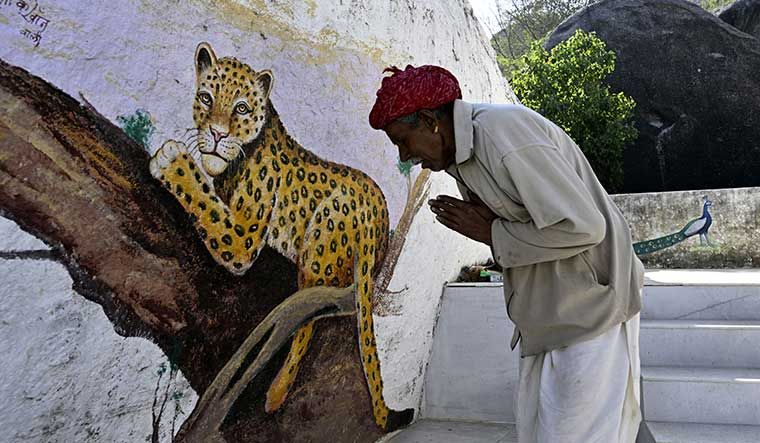 fixer in Jawai Rajasthan 1
