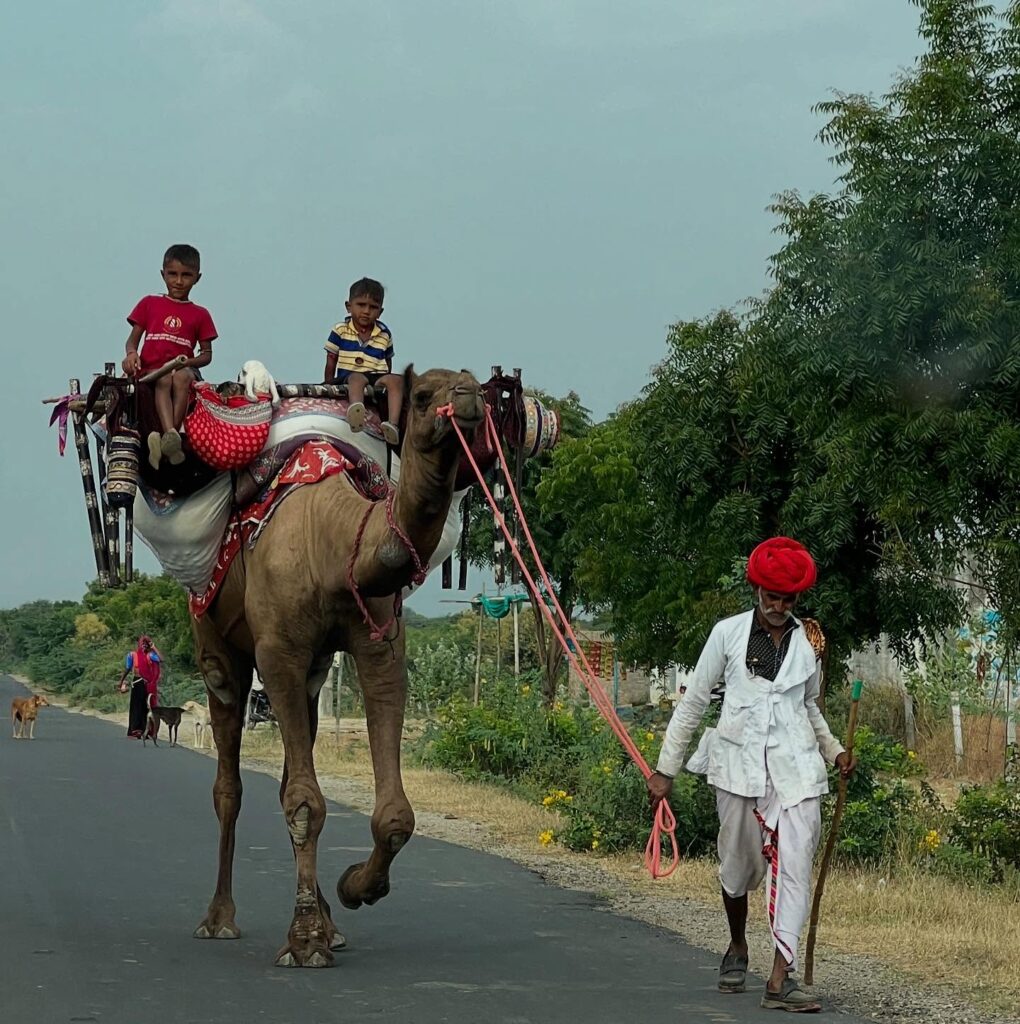 fixer in Jawai Rajasthan