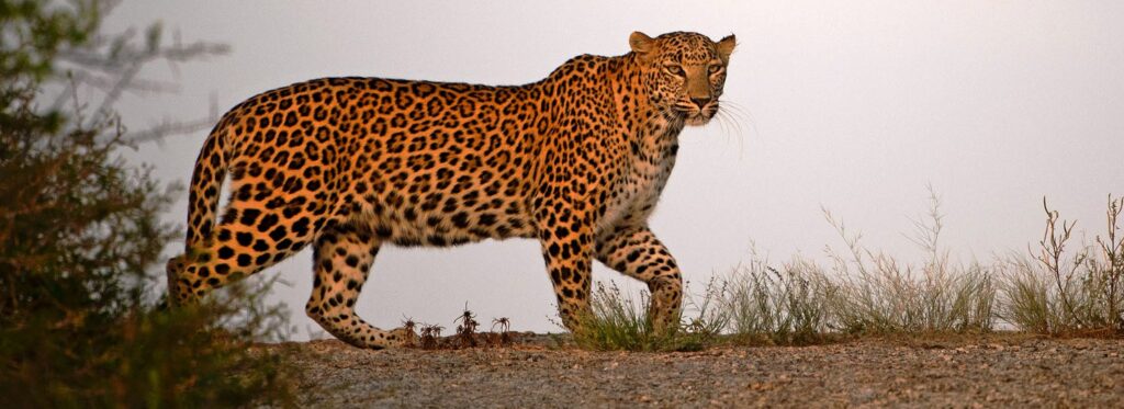 Bera & Jawai in Rajasthan, Where Leopards and Humans Coexist in Harmony