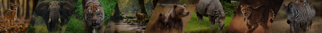 Tiger Reserves in India: A Complete Guide to Wildlife Documentary Filming and Permissions