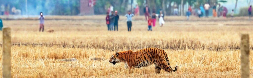 filming wildlife in india permission 2